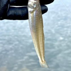 今週も落ちギス狙って早朝ちょい投げ！